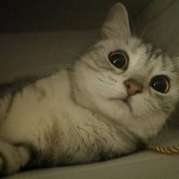 奥南
